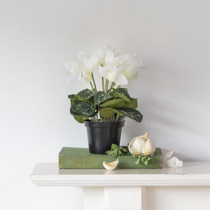 Cyclamen White in Pot