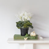 Cyclamen White in Pot