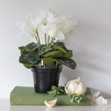 Cyclamen White in Pot