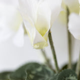 Cyclamen White in Pot
