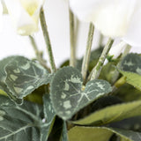 Cyclamen White in Pot