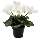 Cyclamen White in Pot