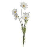 White Cosmo
