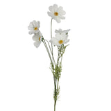 White Cosmo