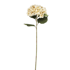 Giant Cream Hydrangea