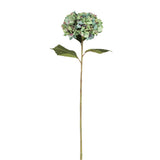 Giant Blue Hydrangea