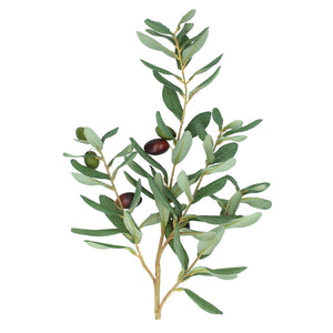 Olive Branch