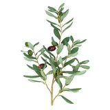 Olive Branch