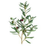 Olive Branch