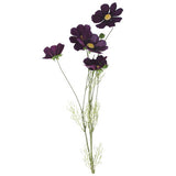Purple Cosmo